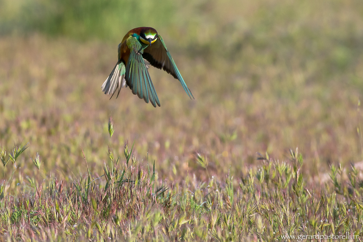 Bee eater 34